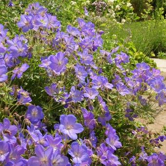 Geranium 'Johnson's Blue'