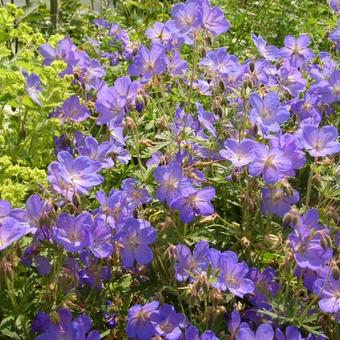 Geranium 'Johnson's Blue'