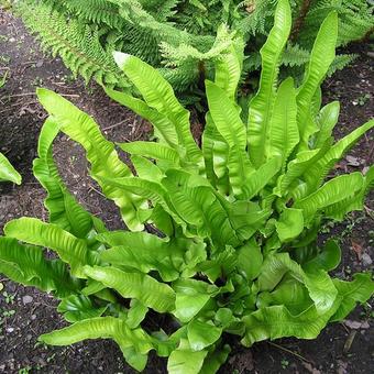 Asplenium scolopendrium