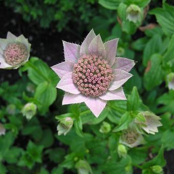 Astrantia maxima