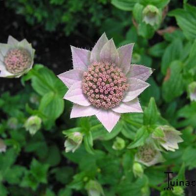 Astrantia maxima - 