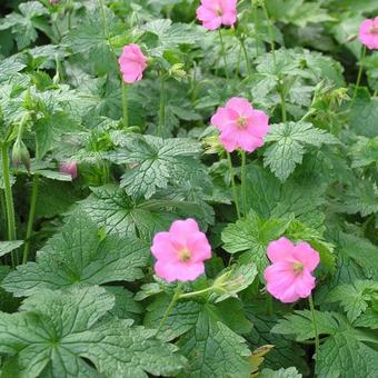 Geranium endressii 'Wargrave Pink'