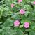 Geranium endressii 'Wargrave Pink'