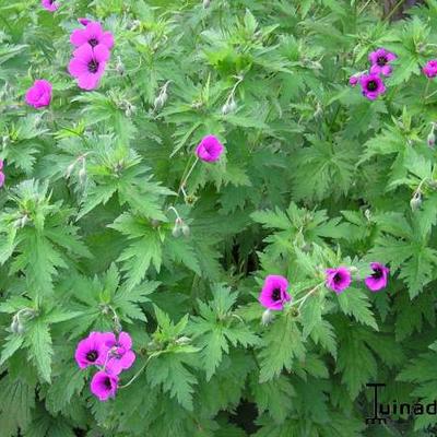 Geranium psilostemon - Schwarzäugiger Storchschnabel - Geranium psilostemon