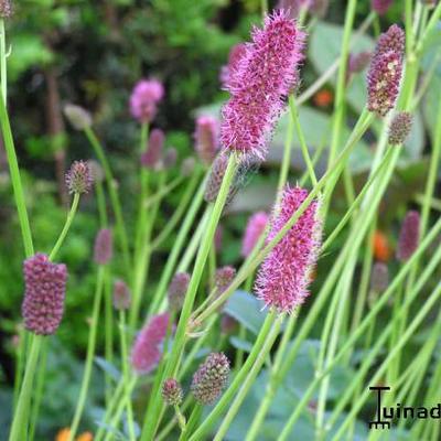 Sanguisorba menziesii - Sanguisorba officinalis subsp. microcephala - Sanguisorba menziesii