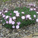 Dianthus 'Whatfield Wisp' - 