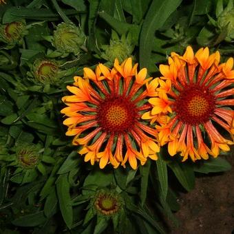 Gaillardia x grandiflora 'Fanfare'