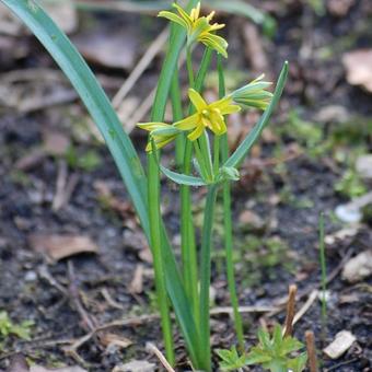 Gagea lutea