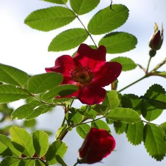 Rosa moyesii 'Geranium'