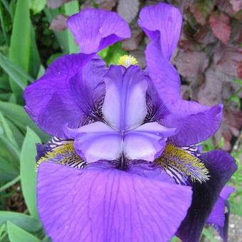 Iris germanica