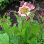 Geum rivale 'Coppertone' - 