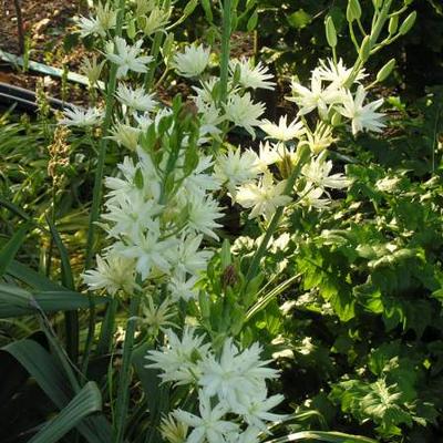 Camassia leichtlinii 'Alba' - Camassia leichtlinii 'Alba'