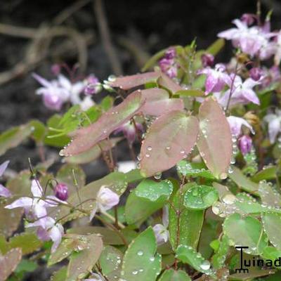 Epimedium youngianum 'Roseum' - Epimedium x youngianum 'Roseum'