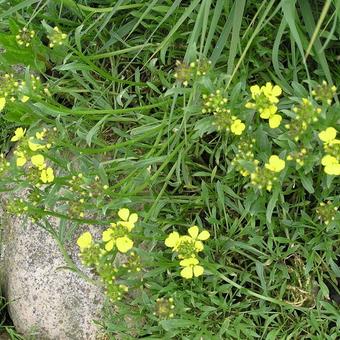 Erysimum pulchellum