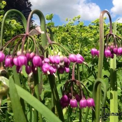 Allium cernuum 'Pink Giant' - 