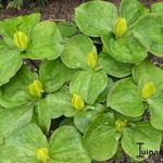 Trillium viride var. Luteum - 