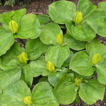 Trillium viride var. Luteum