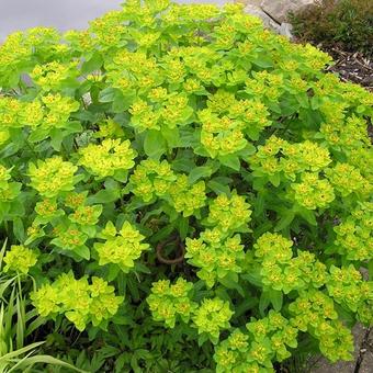 Euphorbia epithymoides 'Midas'