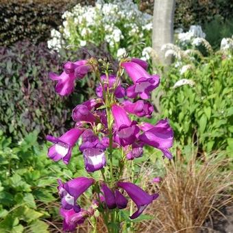 Penstemon 'The Juggler'