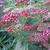 Achillea millefolium 'Paprika'