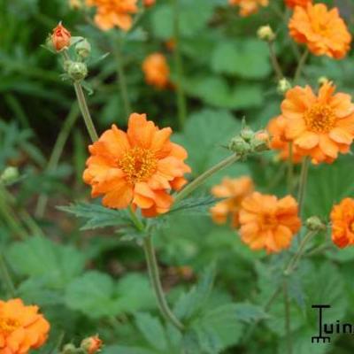 Geum 'Prinses Juliana' - Geum 'Prinses Juliana'