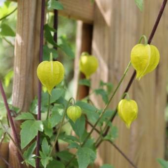 Clematis tangutica 'Bill MacKenzie'