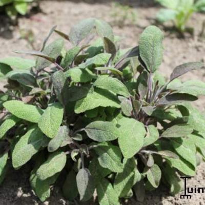 Salvia officinalis 'Purpurascens' - Salvia officinalis 'Purpurascens'