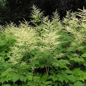 Aruncus dioicus