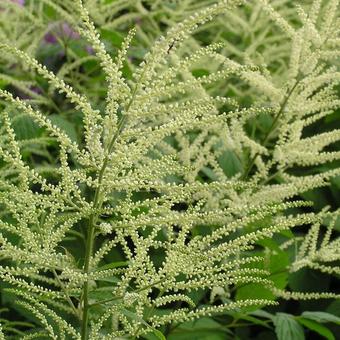 Aruncus dioicus