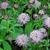 Astrantia 'Hadspen Blood'