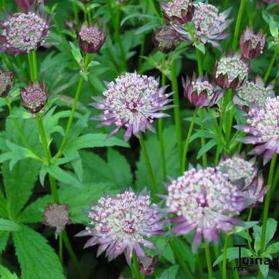 Astrantia 'Hadspen Blood' - 