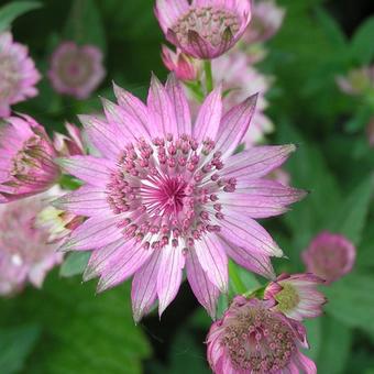 Astrantia major 'Roma'