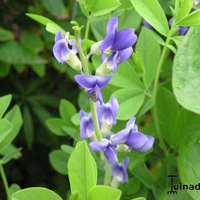 Baptisia australis - Indigolupine - Baptisia australis