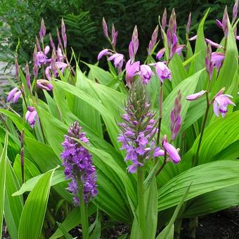 Bletilla striata