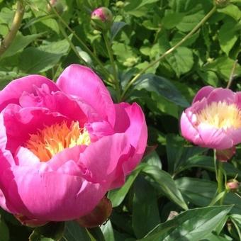 Paeonia lactiflora 'Bowl of Beauty'