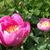 Paeonia lactiflora 'Bowl of Beauty'