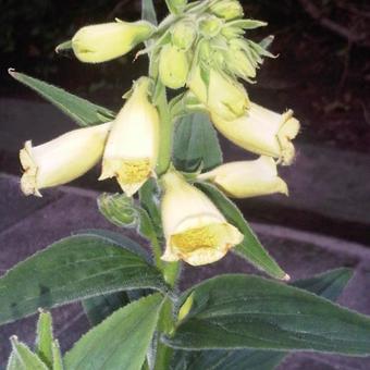 Digitalis grandiflora 'Creme Bell'