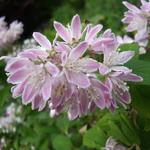 Deutzia x hybrida 'Strawberry Fields'