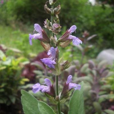 Salvia officinalis - Sauge officinale