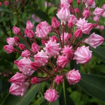 Kalmia