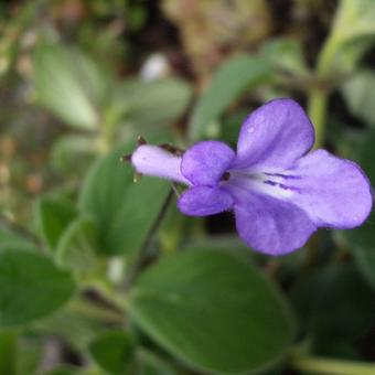 Streptocarpus