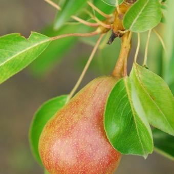 Pyrus communis 'Durondeau'