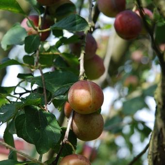 Prunus domestica 'Reine Claude d'Althan'