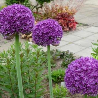 Allium 'Ambassador'