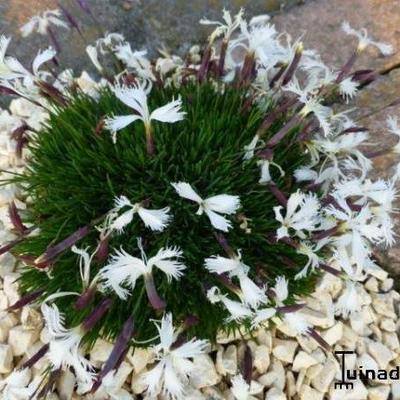 Dianthus 'Berlin Snow' - 