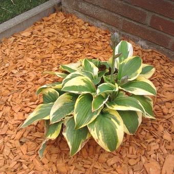 Hosta 'Wide Brim'