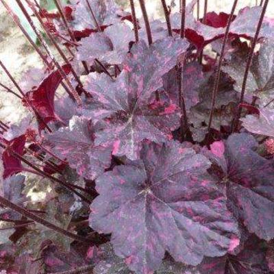 Heuchera 'Fire Chief' - Heuchera 'Fire Chief'