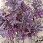 Heuchera 'Mars' - 