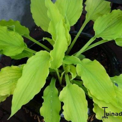 Hosta 'Marrakech' - 