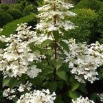 Hydrangea paniculata 'Wim’s Red'